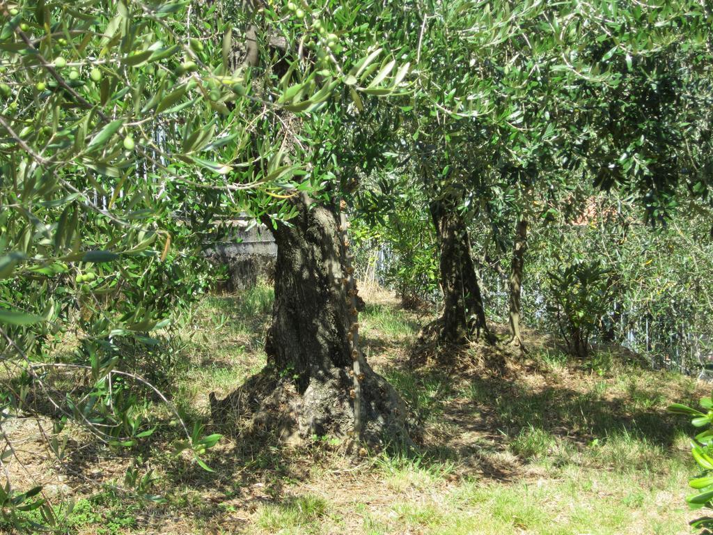 B&B Mare E Monti La Spezia Habitación foto